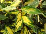 Elaeagnus ebbingei Limelight