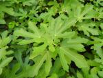 Belaubung der Ficus carica Osborn Prolific