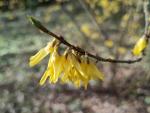 Gelbblühende Europäische Forsythie