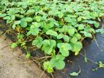 .Fragaria Mieze Schindler