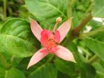 Einzelblüte der Fuchsia Walz Jubelteen