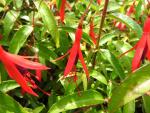 Fuchsia hatschbachii in strahlender Blüte