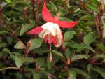 Fuchsia magellanica Frau Alice Hoffmann