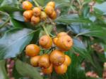 Orange-gelbe Früchte des Strauchefeu Poetica Arborea