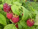 Himbeere Summer Lovers Patio Red