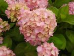 Rosa Blüte der Gartenhortensie Gerda Steiniger