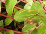 Hypericum Abendsonne - Johanniskraut Abendsonne