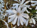 Magnolia stellata - Sternmagnolie