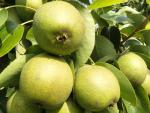 Früchte der Nashi-Birne Maiks Saftige