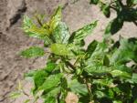 Malus sylvestris Holsteiner Zwerg - Dvärgvildapel Holsteiner Zwerg
