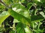 Blattform des Malus tschonoskii