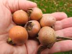 Mespilus germanica - Echte Mispel