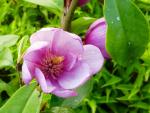 Michelia Fairy Pink - Rosa Michelia