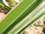 Schönes Blatt bei Miscanthus sinensis Cosmopolitan