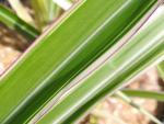 Glansmiskantus Cosmopolitan, Miscanthus sinensis Cosmopolitan