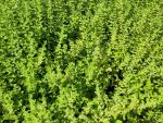 Citronkattmynta, Nepeta cataria Citriodora