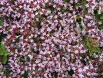 Die rosa Blüten des Polster-Dost sind eine gute Bienenweide.