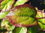 Wunderschöne Blattfärbung bei Parrotia persica Persian Spire