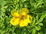 Gelb-orange Blüte der Potentilla Bella Sol