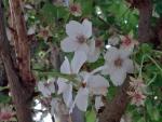 Prydnadskörsbär Umineko, Prunus incisa Umineko, pelarträd, smalkroniga prydnadskörsbär, pelarkörsbär