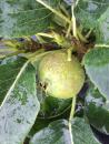 Heranreifende Birne Le Nain Vert