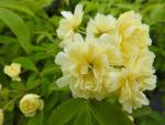 Dicht gefüllte Blüten der Kletterose Rosa banksiae Lutea