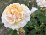 Klätterros Alchymist, Rosa Alchymist