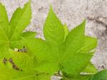 Auffälliges Blatt von Rubus trifidus