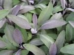 Kryddsalvia Purpurascens, Salvia officinalis Purpurascens