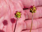 .Sanguisorba minor - Pimpinelle, Kleiner Wiesenknopf