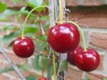 Sauerkirsche