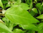 Blatt des Rotblühenden Spaltkörbchens