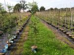 Sorbus aucuparia Fingerprint (aufgenommen im August 2021)