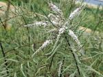 Höst-tamarisk Hulsdonk White, Tamarix ramosissima Hulsdonk White