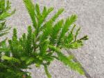 Nadeln der Taxodium distichum Peve Minaret