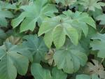 Tetrapanax papyrifer Rex - Reispapierbaum