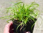 Vårstarr The Beatles, Carex caryophyllea The Beatles