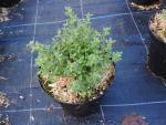 .Thymus vulgaris Fredo Strong