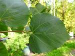 Blatt der Winterlinde Greenspire