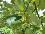 Silverlind, Tilia tomentosa, Tilia argentea