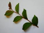 Ulmus parviflora, Trieb (aufgenommen im August)
