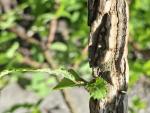 Ulmus minor var. suberosa - Korkulme
