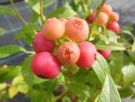 Amerikanskt blåbär Pink Lemonade, Vaccinium corymbosum Pink Lemonade