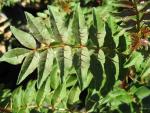 Zanthoxylum schinifolium im Sommerlaub